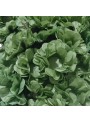 Forminhas Para Doces Flor Nena Super Seda Verde Pistache 40 Unidades
